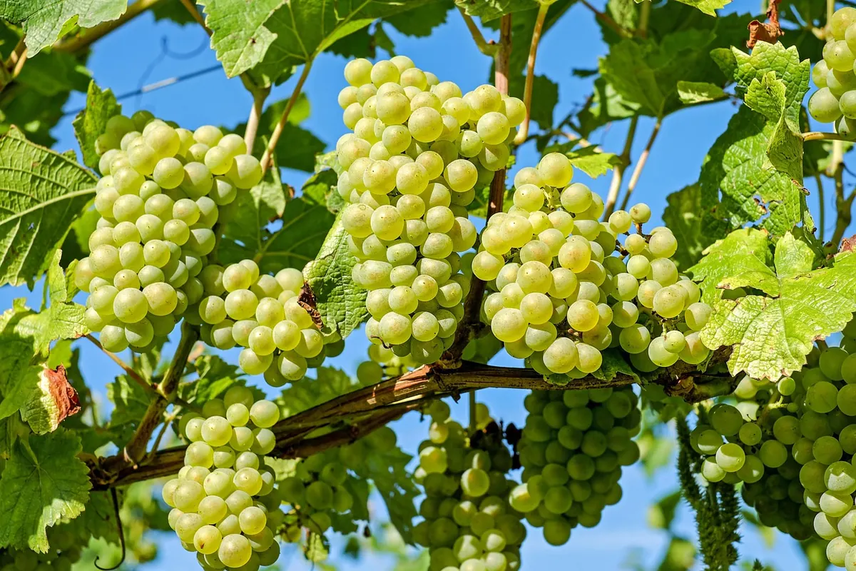 Greenhouse vs Outdoor Grape Growing in the UK: Which Is Better?