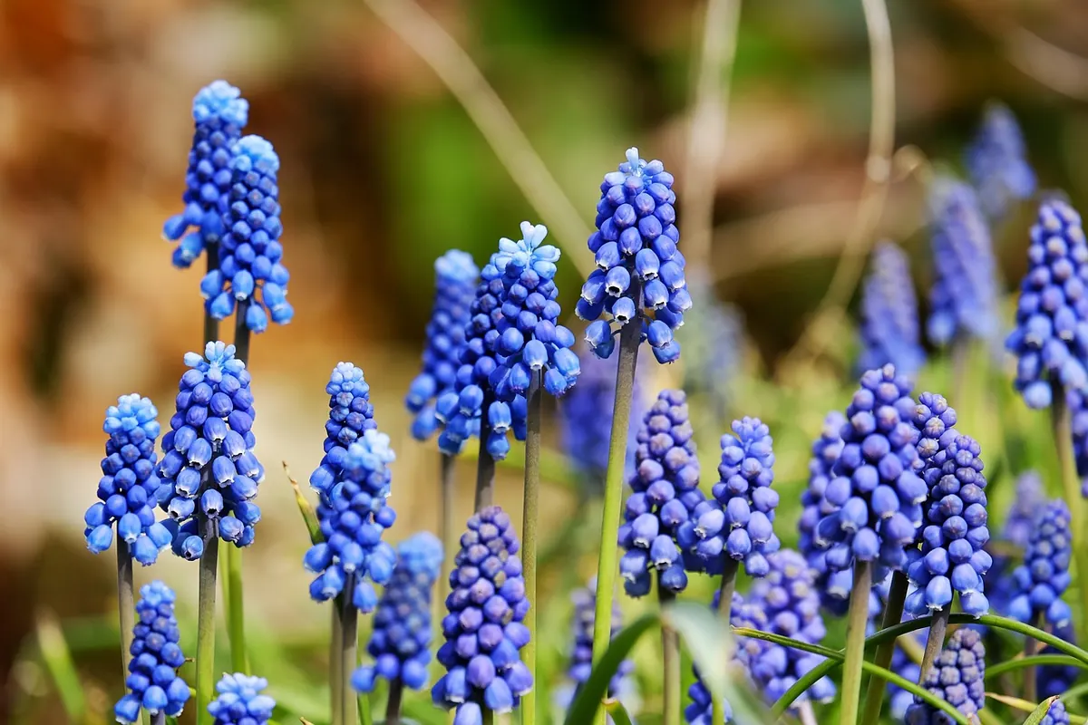 How to Choose the Best Grape Varieties for a UK Garden
