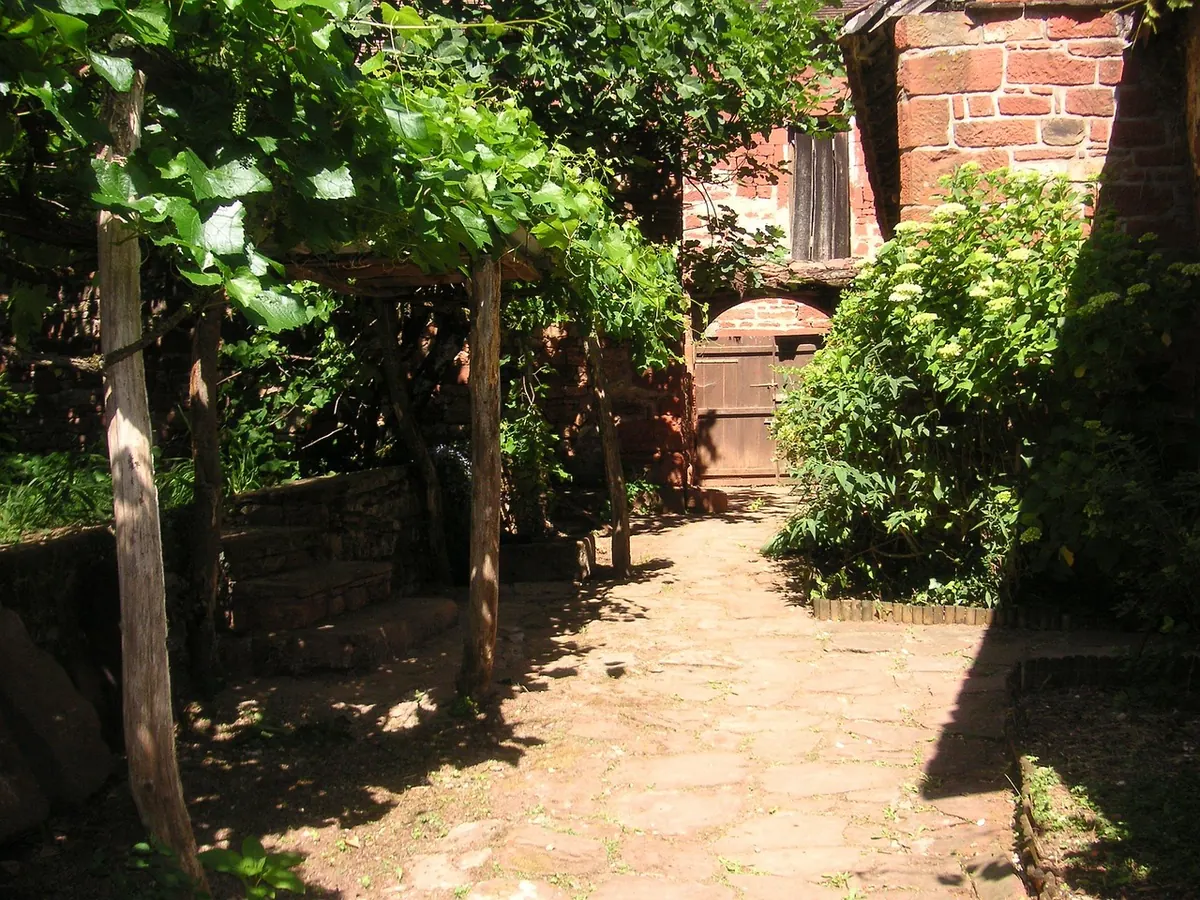 How to Train a Grape Vine on a Pergola or Fence
