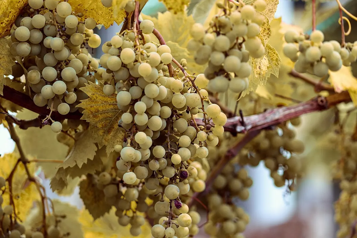 Understanding Grape Vine Diseases in the UK: Powdery Mildew, Downy Mildew and Botrytis