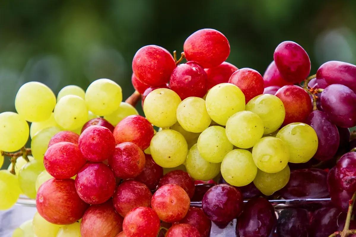 When to Harvest Grapes in the UK: Ripeness Signs and Testing